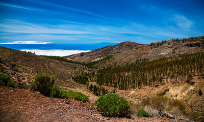 Burnt pine forests in Tenerife