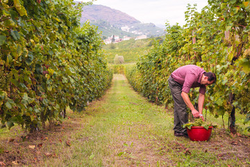 Fototapeta premium Farmer harvesting grapes in vineyard