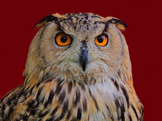 Portrait of an Eagle Owl