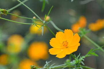 Yellow cosmos flower.