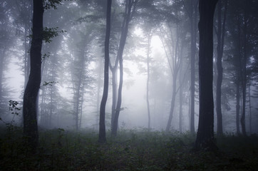 misty forest twilight