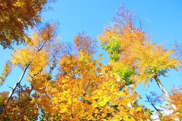 Beautiful autumn colors in forest