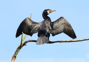 European Great Cormorant (Phalacrocorax carbo) drying his feathers in the sun