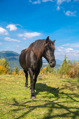 Black horse grazing in autumn in mountains