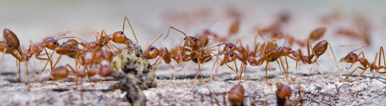 Portrait of the ants with bokeh background