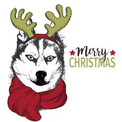 Vector portrait of Christmas dog. Siberian husky dog wearing deer horn rim and scarf. Christmas poster, decoration. © logaryphmic