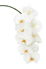 Naklejka na ściany i meble White orchid isolated on white background. Closeup.