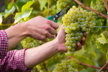 Worker's Hands Cutting White Grapes from vines