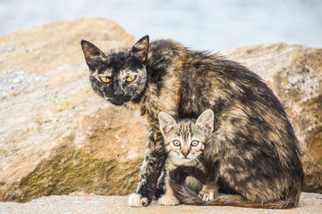 Naklejka premium Mother Cat Protects Her Lovely Baby Kitten Outdoors