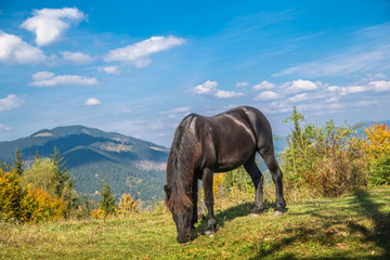 Fototapeta na wymiar Black horse grazing in autumn in mountains