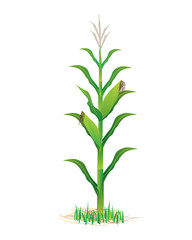 corn plant vector design