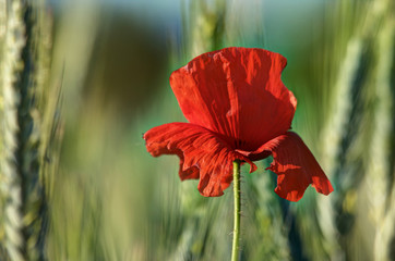 poppies in green grass with interesting vagueness A