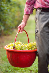 Worker Holding Bucket filled with White Grapes