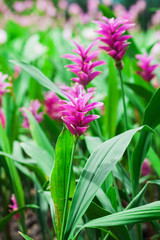 Pink siam tulip in Chaiyaphum Province northeast of Thailand.