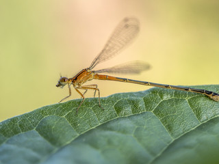 Damselfly perched on leaf