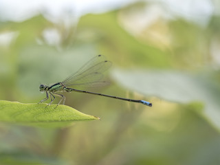 Damselfly perched on leaf