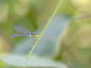 Damselfly perched on leaf