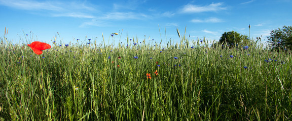 landscape with a single poppy