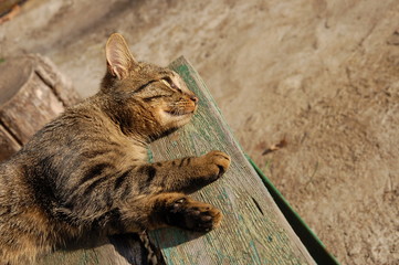 kot na ławce wylegujący się w słońcu - obrazy, fototapety, plakaty