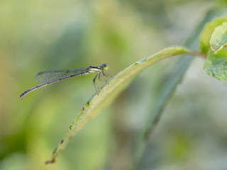 Damselfly perched on leaf