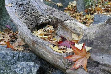 Autumn leaves in park