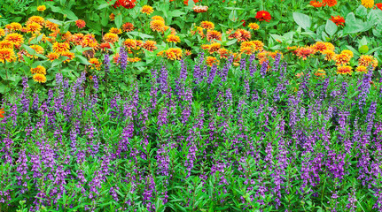 Colorful flowers in nature at the gardens.