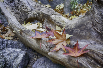 Autumn leaves in park