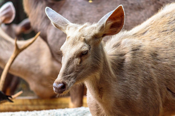 Wonderful  hornless deer in evergreen forest area