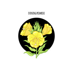 Illustration of evening primrose flower, vector