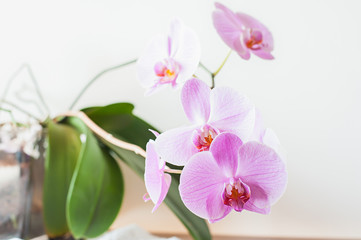 Fototapeta na wymiar Striped pink orchid flower close up