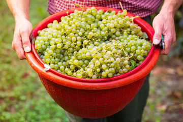 Worker Holding Bucket filled with White Grapes