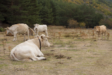 Cows grazing in the field