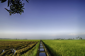 beautiful view yellow paddy fields in the morning. concrete wate