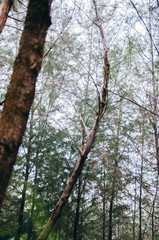green (Casuarina equisetifolia) man made forest park near the se