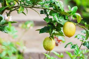 Yellow lemons hanging on tree in nature
