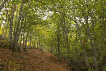 Silence among the trees