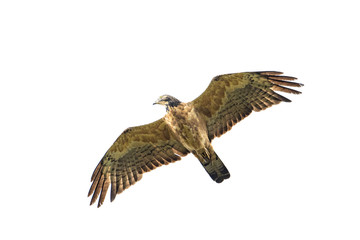 ハチクマ(honey buzzard)