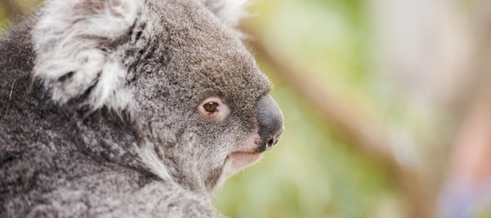 Australische koala buiten in Tasmanië, Australië