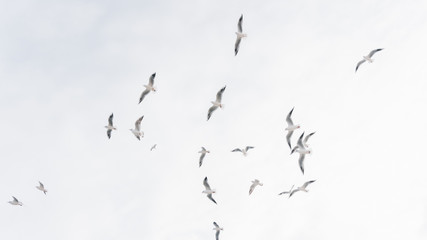 Fototapeta premium A group of flying seagull birds. Seagulls in the sea.