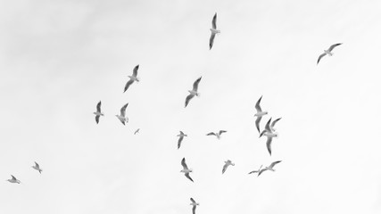 A group of flying seagull birds. Seagulls in the sea. © kyrylovasyliev