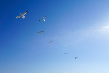 A folk of seagull bird fly high in the clear blue sky