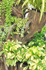 Plant and tree gardening decoration
