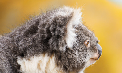 Australian koala outdoors in Tasmania, Australia