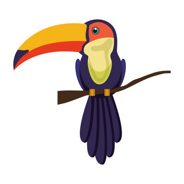 colorful toucan bird beautiful animal over white background. vector illustration