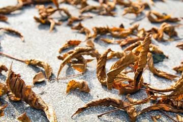 curled autumn leaves