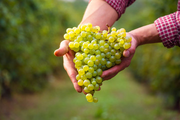 Farmers hand with cluster of white grapes