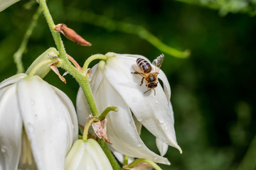 Abeille sur fleur de Yucca