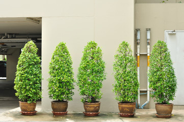 5 trees pots lay on footpath outdoor.