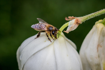 Abeille sur fleur de Yucca
