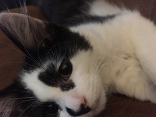Black and white kitten -those eyes